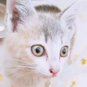 ✨️ちゃばたん断捨離大特価中✨️