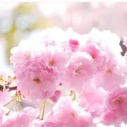 ☆はな☆の画像