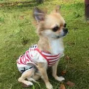 あゆあゆの画像