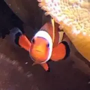 HARUの画像