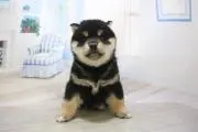 とち