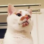 nicolecolaの画像