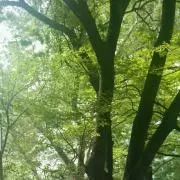 きゃろ