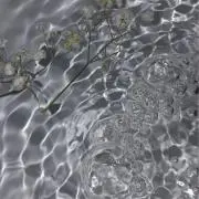 アサの画像