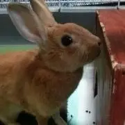 マロン