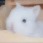 るる子の画像