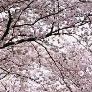 ありのみ