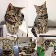 にゃーの画像