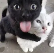 ninjaの画像