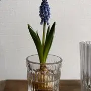 こゆきの画像