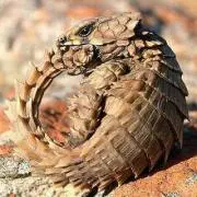 まいひめ