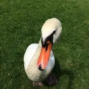 wildDUCK