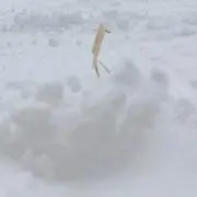 ぺーの画像