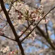 piの画像