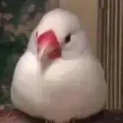 るー　即決購入優先