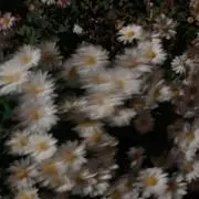Kの画像