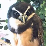 coco