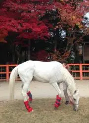 わいわいの画像