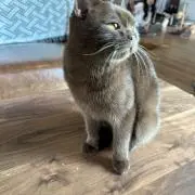 西方裕子　プロフィール読んでくださいねの画像