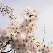 Sakura❀  土日発送*˘ ˘*の画像