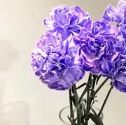 Raiの画像