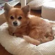 秋田