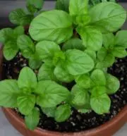 orangemintの画像
