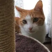 ももニャンの画像