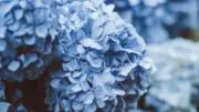 hortensia bleu