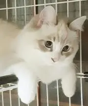 kaerutopandaの画像