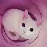 NoeI＊の画像