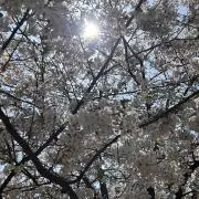 そらの画像