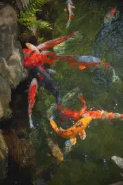 キンギョ