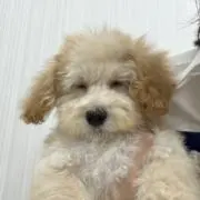 ぷんの画像