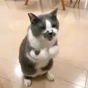 リン♫