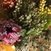 アネモネの画像