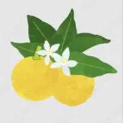 ゆず