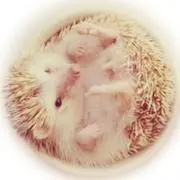 (o0ω0o)の画像