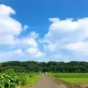 そら豆の画像