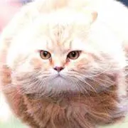 ひい【専用はしません】の画像