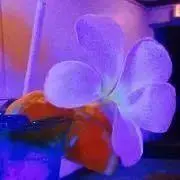 ミルクの画像
