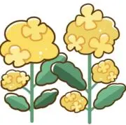 なたねの画像