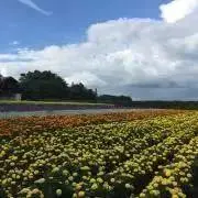 haru-mamaの画像