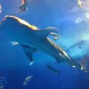 にーにん