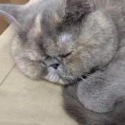 永井の画像