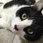 ハム美☆の画像