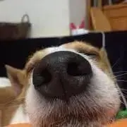 いぬ太郎