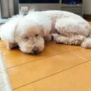 みかん