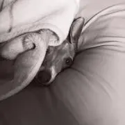 いぬすきの画像