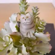 ジャスミンの画像